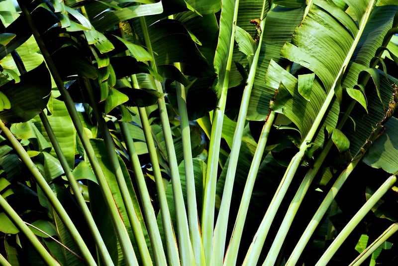 Jungle Exploration